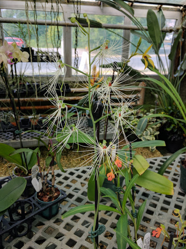 Florist «Little Brook Orchids», reviews and photos, 25 Rider Ave, Lancaster, PA 17603, USA