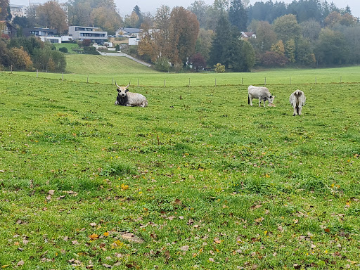 Dr. med. vet. Josef Mohn unter Wangen im Allgäu, Baden Württemberg