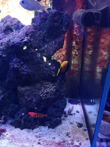 Tropical Fish Store «Ocean Aquarium», reviews and photos, 120 Cedar St, San Francisco, CA 94109, USA