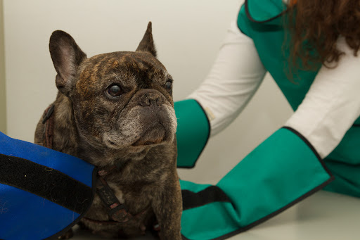 Dr.med.vet. Bianca Dusi Dyer unter Vaterstetten, Bayern