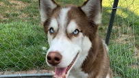 Jillian’s Pampered Pets (Housecall Services) - Photo 5 - Car repair in , Lancaster