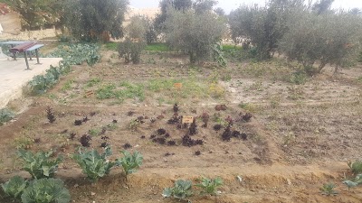 Photos of Kom El Dikka Restaurant