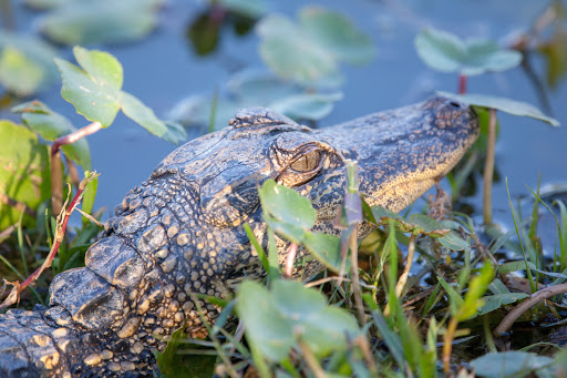 Golf Course «Wedgefield Golf Club», reviews and photos, 20550 Maxim Pkwy, Orlando, FL 32833, USA