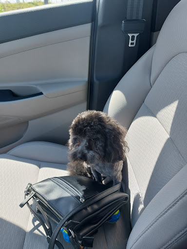 Pet Supply Store «PetSmart», reviews and photos, 139 Rolling Hills Cir, Easley, SC 29640, USA