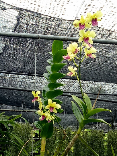 Flora Bali Orchid Nursery