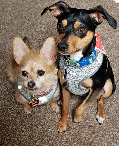 Pet Supply Store «PetSmart», reviews and photos, 5418 E 41st St, Tulsa, OK 74135, USA