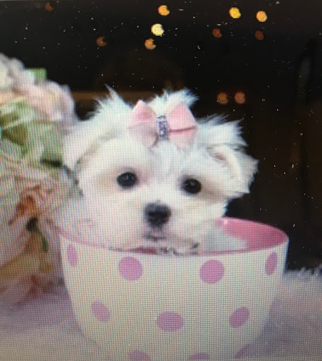 Pet Store «Puppy Boutique Store», reviews and photos, 4001 N Federal Hwy, Fort Lauderdale, FL 33308, USA