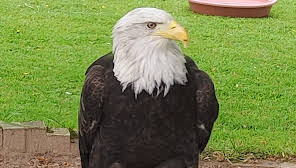 The International Centre for Birds of Prey - Animals & Nature in Newent,  Gloucester - Visit Gloucester