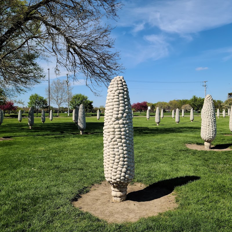 Field of Corn