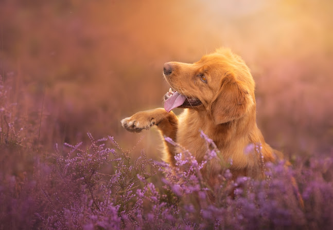 Golden Dog Photography