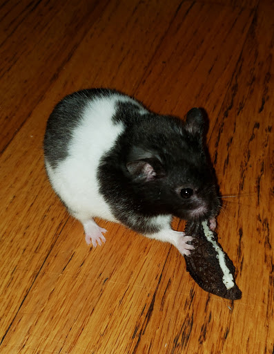 Pet Supply Store «Petco Animal Supplies», reviews and photos, 61-23 190th St, Fresh Meadows, NY 11365, USA