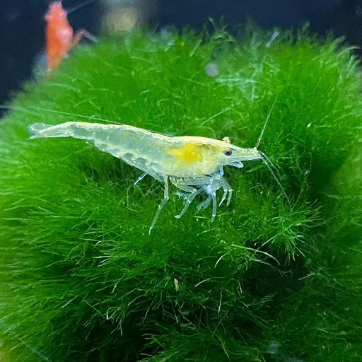 Pet Supply Store «Exotic Aquatic», reviews and photos, 275 E Oakland Park Blvd, Fort Lauderdale, FL 33334, USA