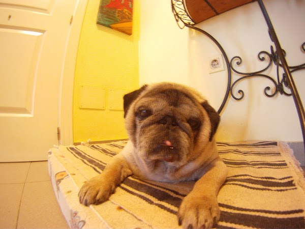 Centro Veterinario Raska y Pika