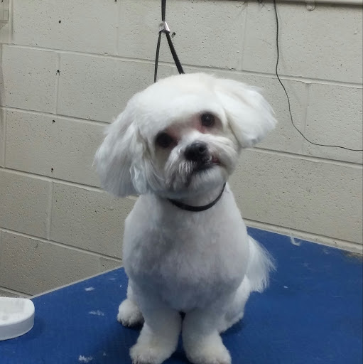 Pet Supply Store «Ma & Paws Pet Supplies», reviews and photos, 206 Anderson Ln N #200, Hendersonville, TN 37075, USA