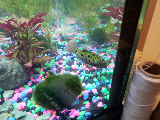 Tropical Fish Store «Pet World», reviews and photos, 3350 US-1, St Augustine, FL 32086, USA