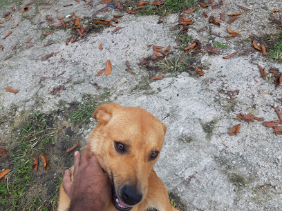 Second Chance Animal Shelter Malaysia