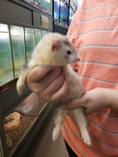 Pet Store «Lake City Pets and Supplies & Grooming», reviews and photos, 1101 US-90, Lake City, FL 32055, USA