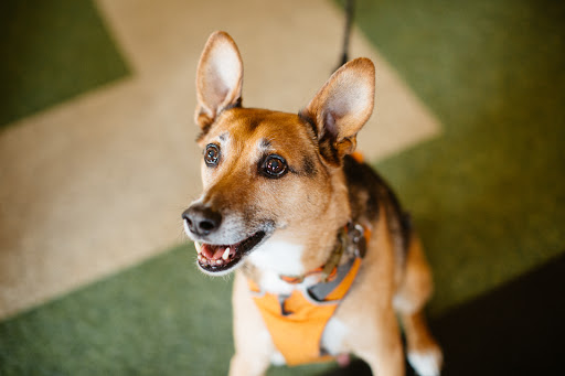 Pet Supply Store «Sellwood Pet Supply», reviews and photos, 8334 SE 17th Ave, Portland, OR 97202, USA