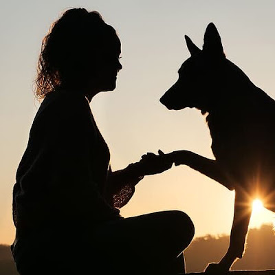 Fourrière Animalière/ Pension Canine Les Templiers d'Hadès à Teyssode