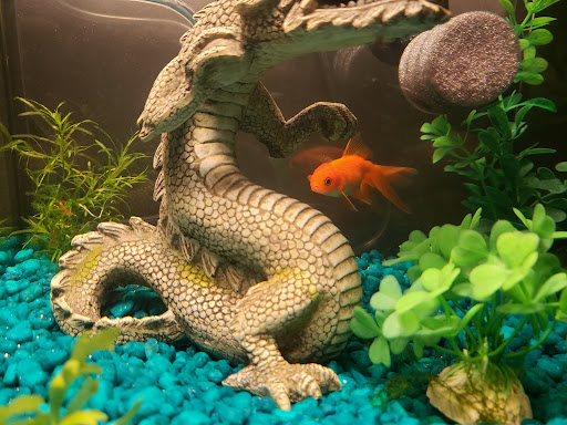 Pet Store «Exotic Fish», reviews and photos, 406 Northside Dr # F, Valdosta, GA 31602, USA