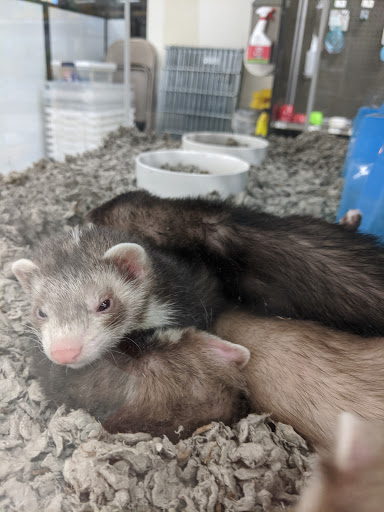 Pet Supply Store «Petco Animal Supplies», reviews and photos, 1203 SE Everett Mall Way f, Everett, WA 98208, USA