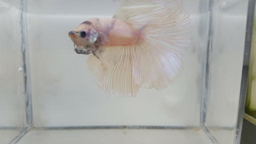 Pet Store «Mike Pet Center LLC», reviews and photos, 133 NJ-35, Neptune City, NJ 07753, USA