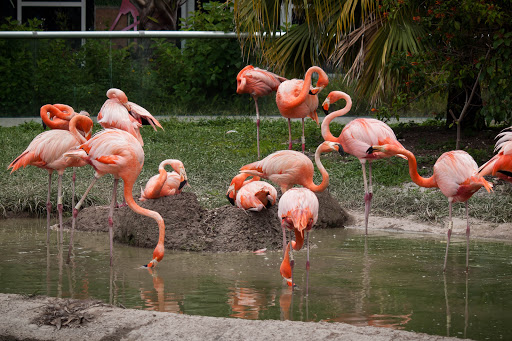 Zoo «Zoo Miami», reviews and photos, 12400 SW 152nd St, Miami, FL 33177, USA