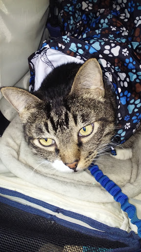 Pet Supply Store «Pet Pros Hillsboro», reviews and photos, 7290 NE Butler St, Hillsboro, OR 97124, USA