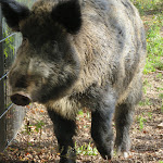 Photo n°2 de l'avis de Silke.u fait le 26/09/2019 à 07:31 sur le  Wildpark Diedrichsburg à Melle