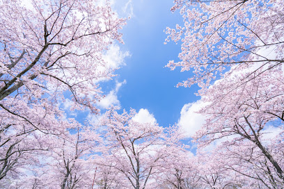 桜ゼミナール