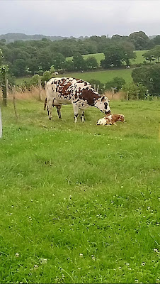 La ker ferme à Locarn