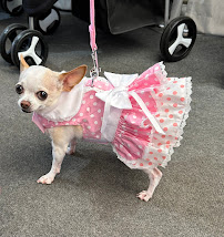 DESERT PAMPERED PETS - Photo 5 - Car repair in Mesa, AZ, Mesa