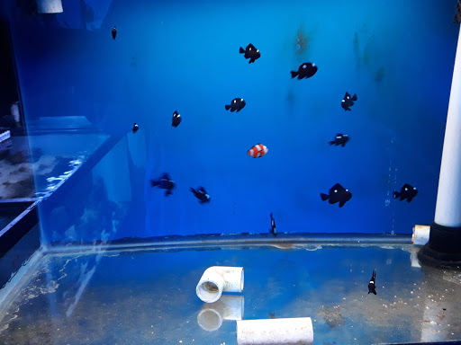 Pet Store «Pet Connection», reviews and photos, 29551 Five Mile Road, Livonia, MI 48154, USA