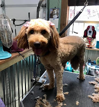 Ruby's K-9 Corral - Photo 5 - Car repair in Blanchard, OK, Oklahoma City