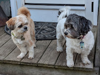 Dad's Dogs Petcare - Photo 2 - Car repair in , Cambridge