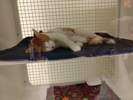 Pet Supply Store «Petco Animal Supplies», reviews and photos, 2617 196th St SW #141, Lynnwood, WA 98036, USA