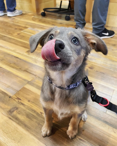 Pet Supply Store «Pets Naturally», reviews and photos, 1420 W South Airport Rd, Traverse City, MI 49686, USA