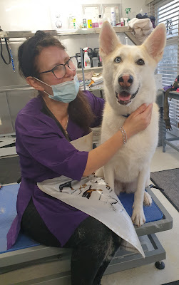 Norton Fitzwarren Dog Grooming by Adele