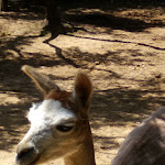 Photo n°23 de l'avis de Lorenzo.� fait le 06/06/2019 à 13:55 sur le  Parc Gallorose à Loc. Cedrino