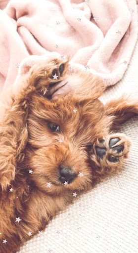 Pet Store «Brooklyn Zoo & Aquarium Pet Store», reviews and photos, 2377 Ralph Ave, Brooklyn, NY 11234, USA