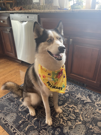 Pet Supply Store «PetSmart», reviews and photos, 320 W Town Square Way, Oak Creek, WI 53154, USA