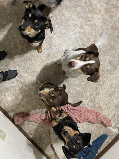 West Valley Boarding Kennels