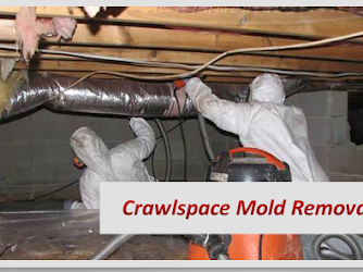 Rapid Mold Removal