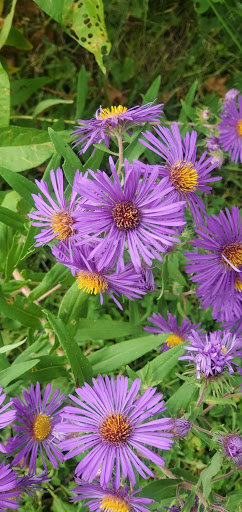 State Park «Midway State Park», reviews and photos, 4859 NY-430, Bemus Point, NY 14712, USA