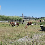 Photo n° 2 de l'avis de Marc.u fait le 27/06/2017 à 12:40 pour Saloon Horse City à Gignac-la-Nerthe