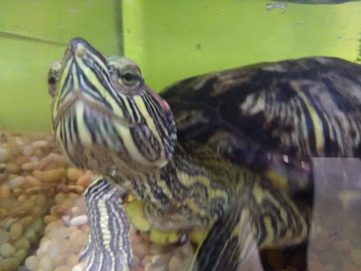 Non-Profit Organization «Interactive Neighborhood for Kids (INK)», reviews and photos, 999 Chestnut St SE, Gainesville, GA 30501, USA