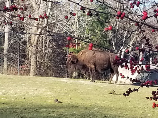 Zoo «Buttonwood Park Zoo», reviews and photos, 425 Hawthorn St, New Bedford, MA 02740, USA