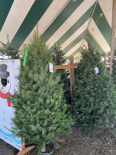 Mission Christmas Trees