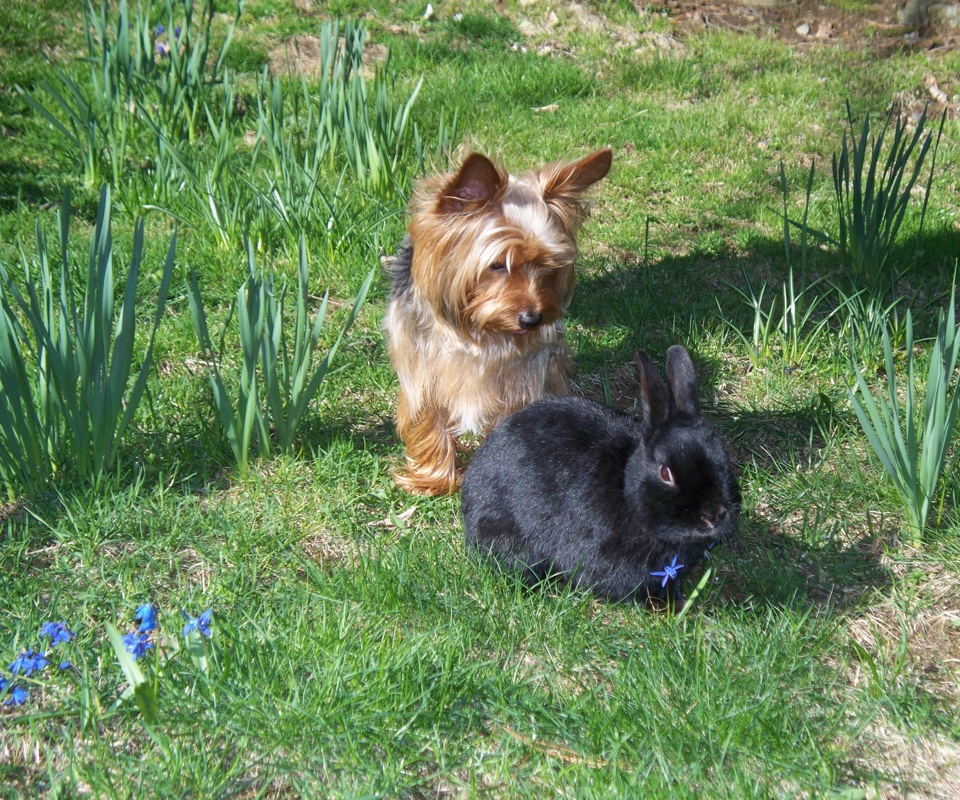 Spanky's Doggy Daycare & Boarding