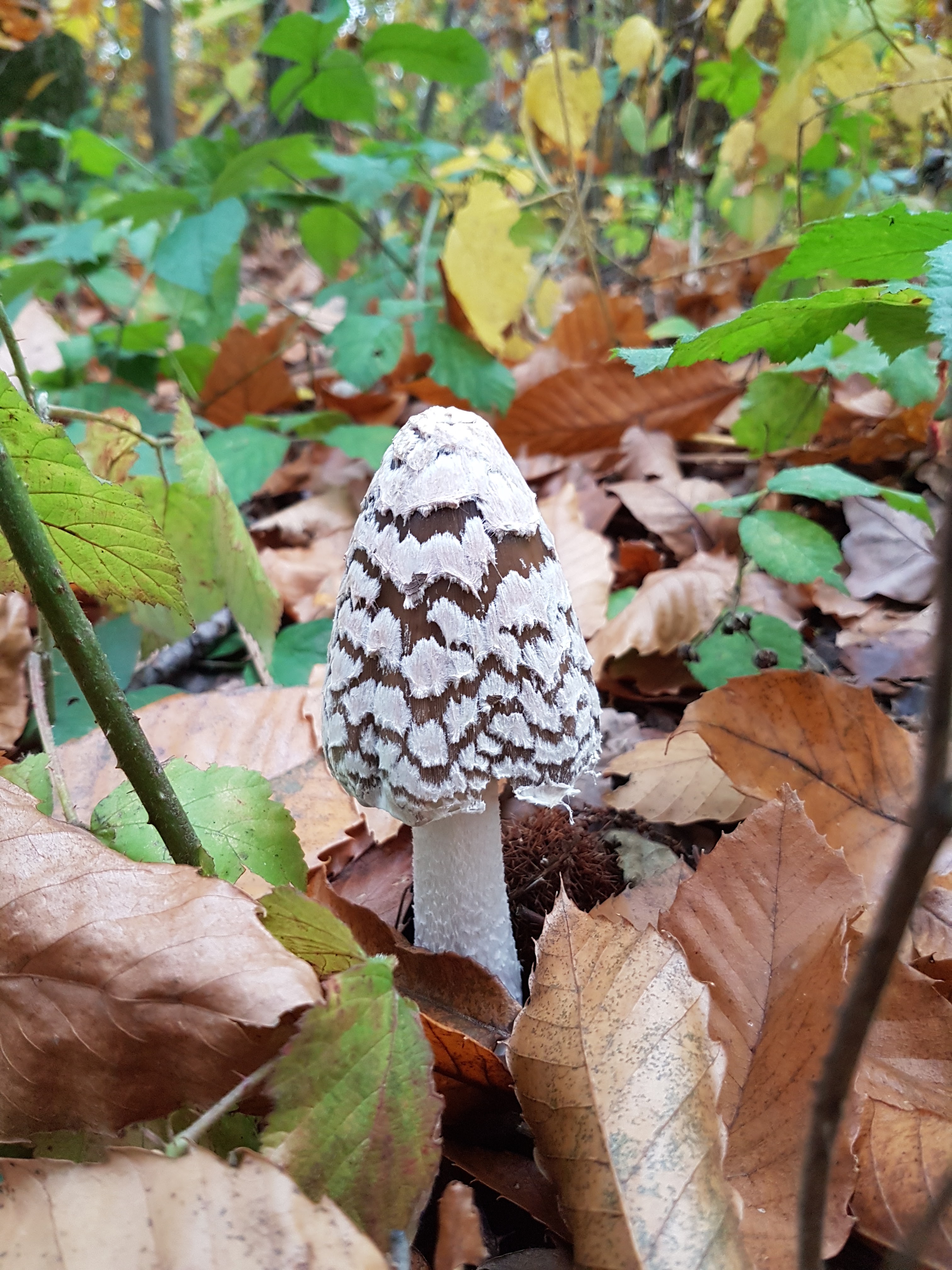 Photo n° 16 de l'avis de Brigitte.r fait le 02/11/2020 à 14:23